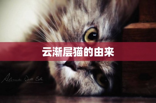 云渐层猫的由来